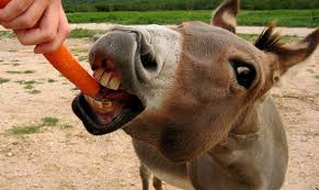 donkey gets carrot