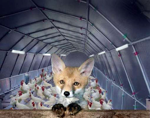 fox-guarding-the-hen-house