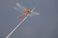 beautiful-red-dragonfly-sit-point-thin-reed-68442256